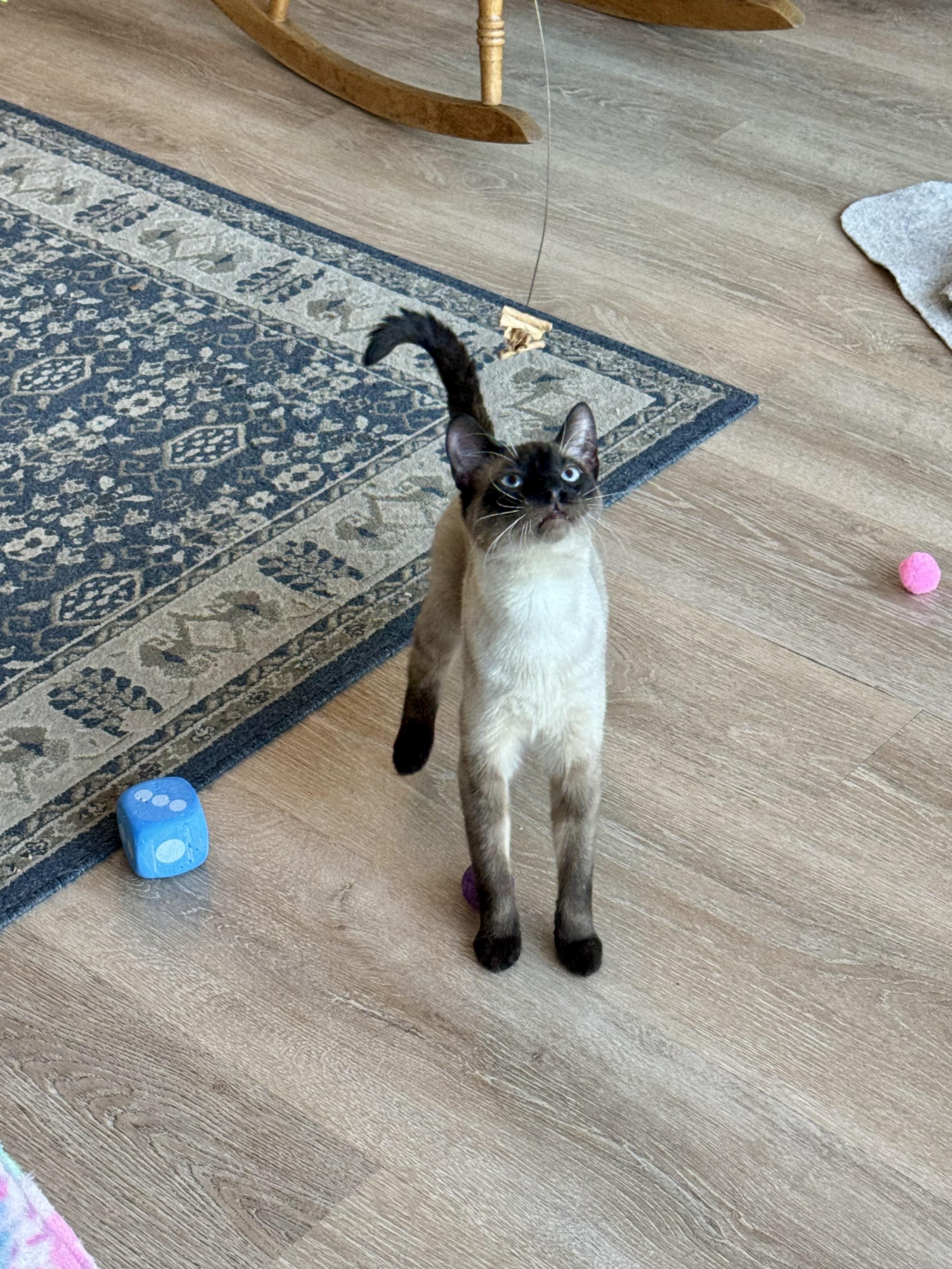 Enlarge Wayne, an adopted Siamese in Fulton, NY image 3/6