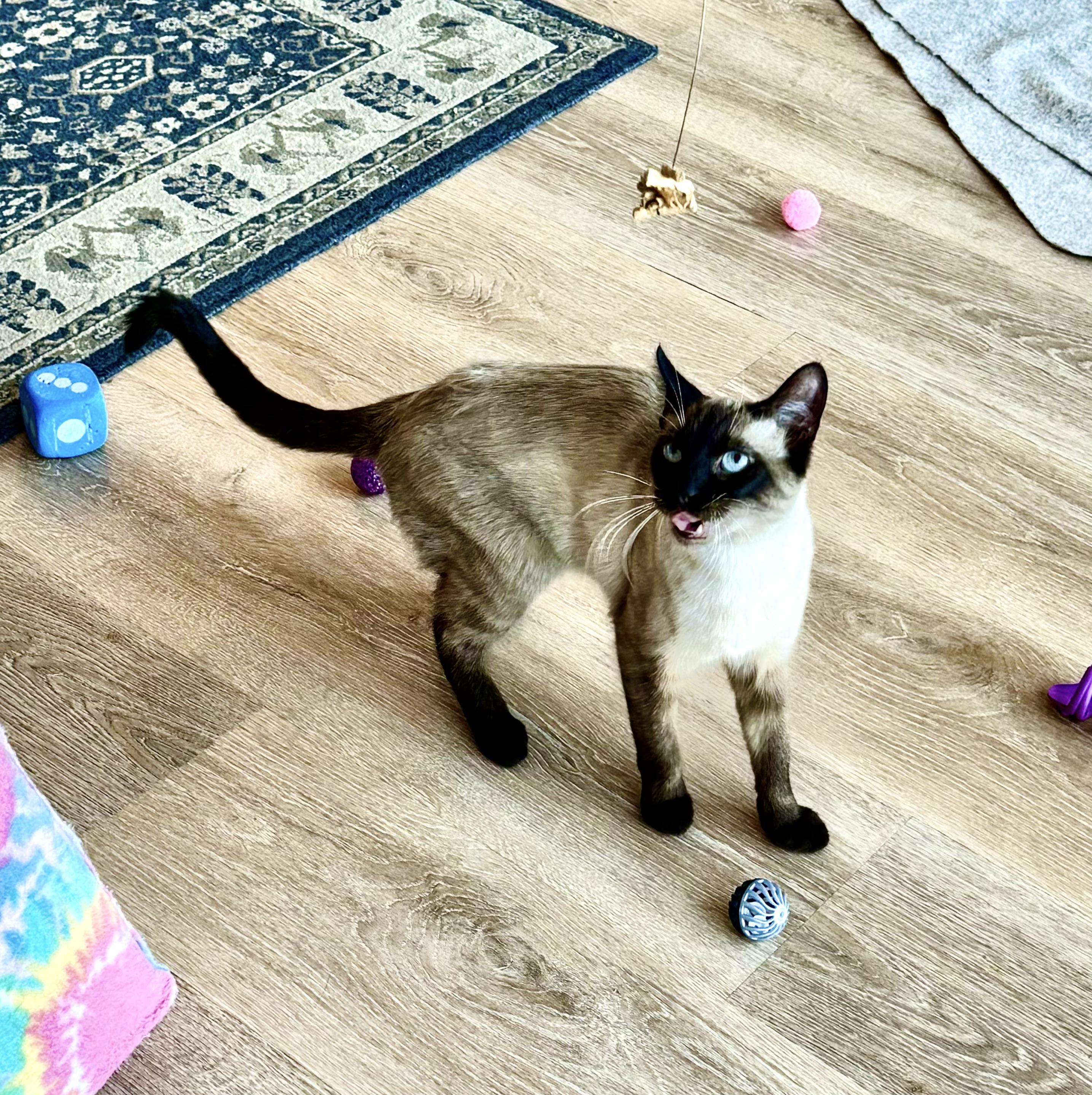 Enlarge Wayne, an adopted Siamese in Fulton, NY image 4/6