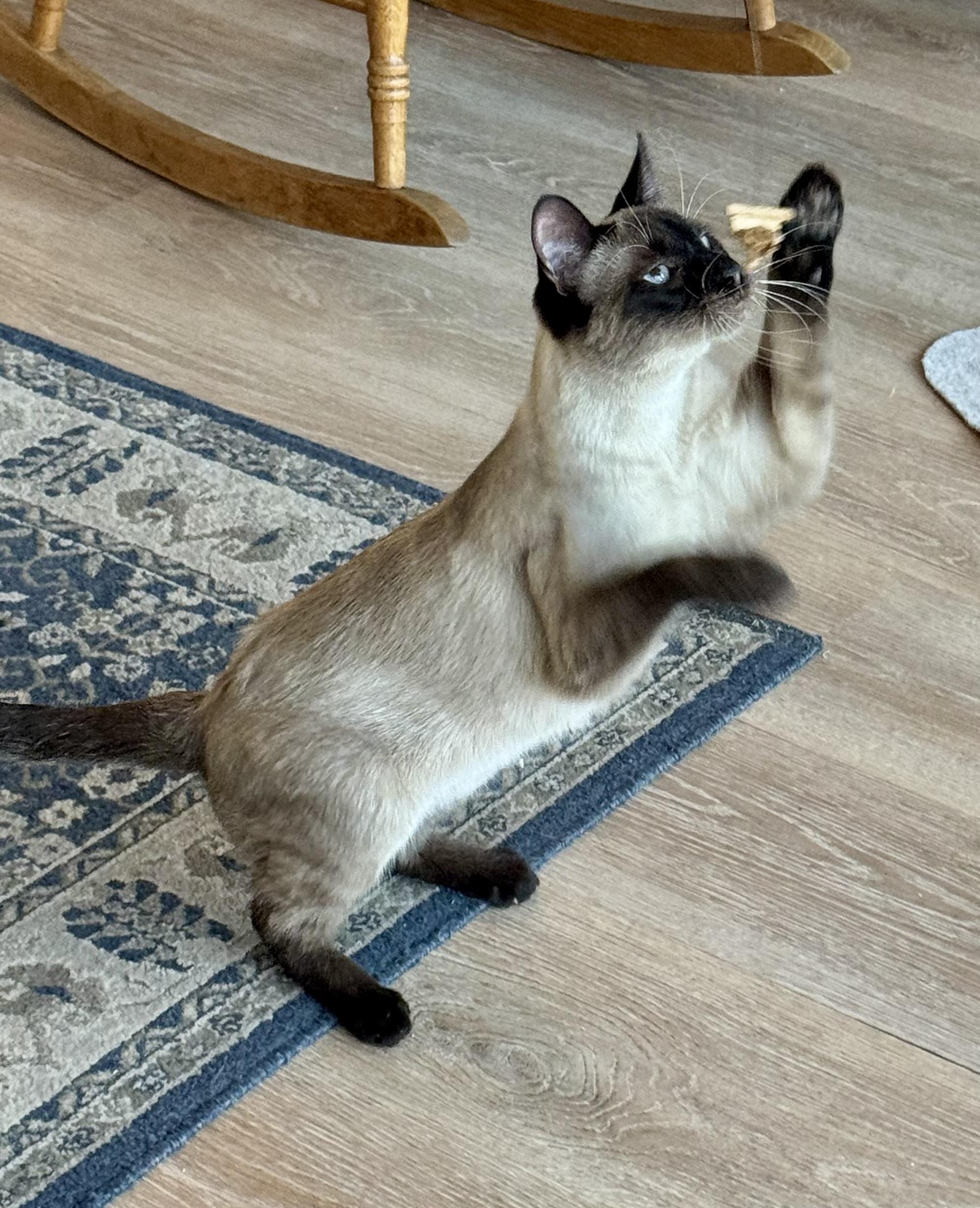 Enlarge Wayne, an adopted Siamese in Fulton, NY image 5/6