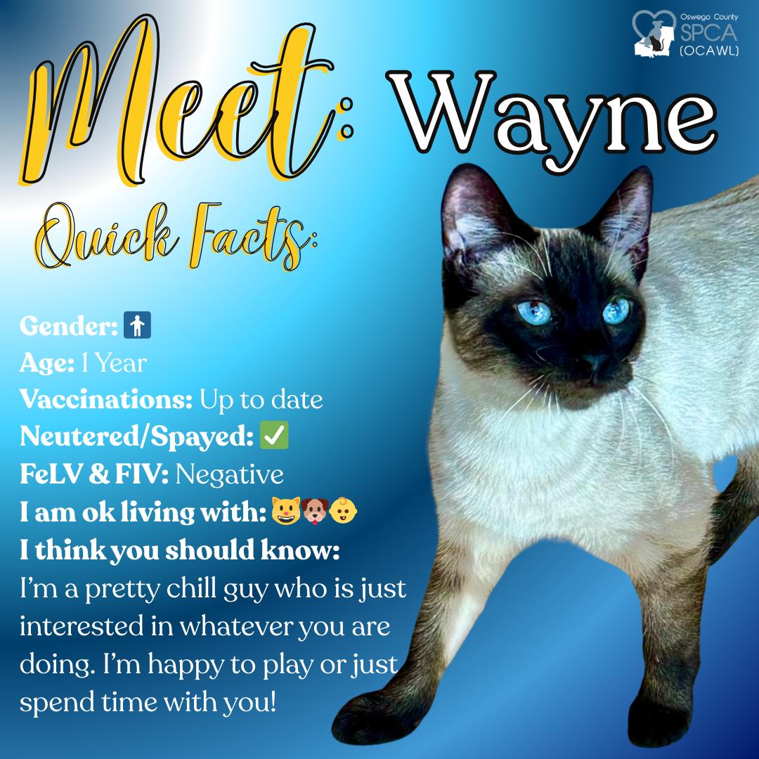 Enlarge Wayne, an adopted Siamese in Fulton, NY image 1/6