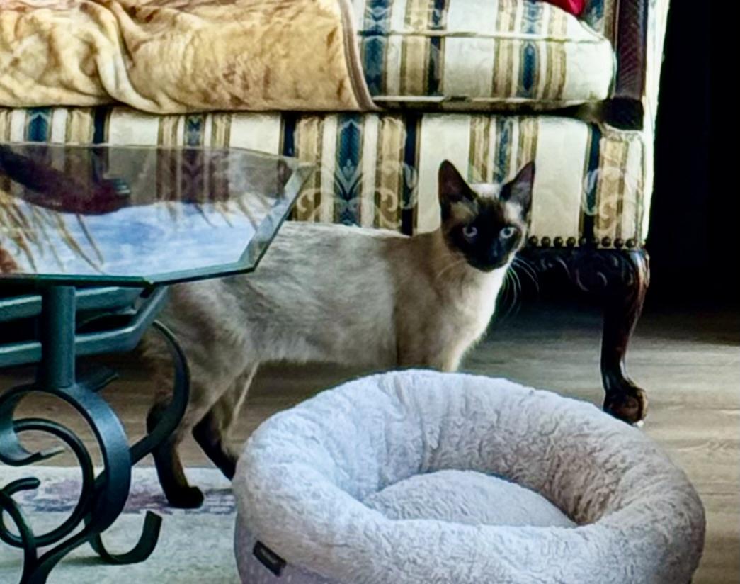 Enlarge Wayne, an adopted Siamese in Fulton, NY image 6/6