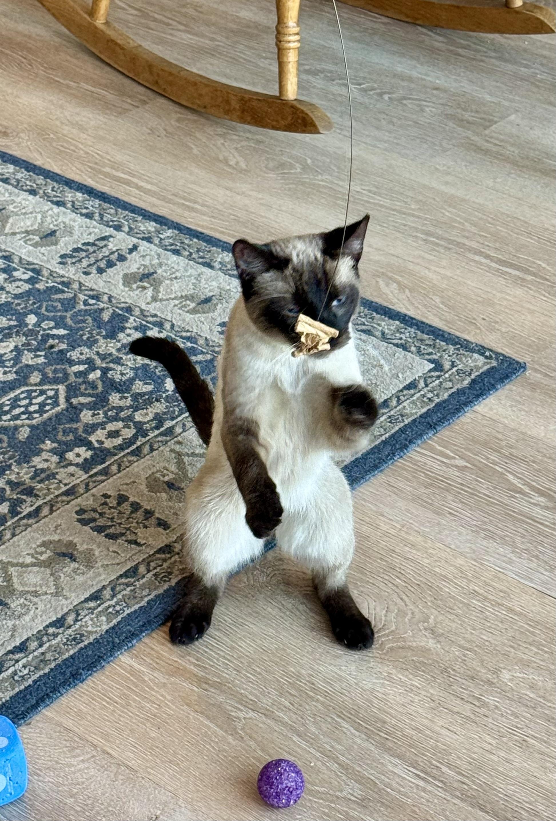 Enlarge Wayne, an adopted Siamese in Fulton, NY image 2/6