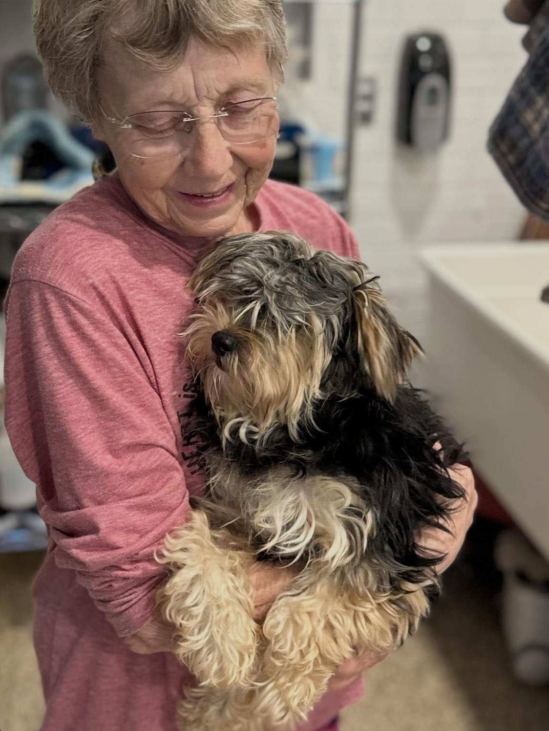 Enlarge Monkey, an adopted Maltipoo in Chester Springs, PA image 1/1