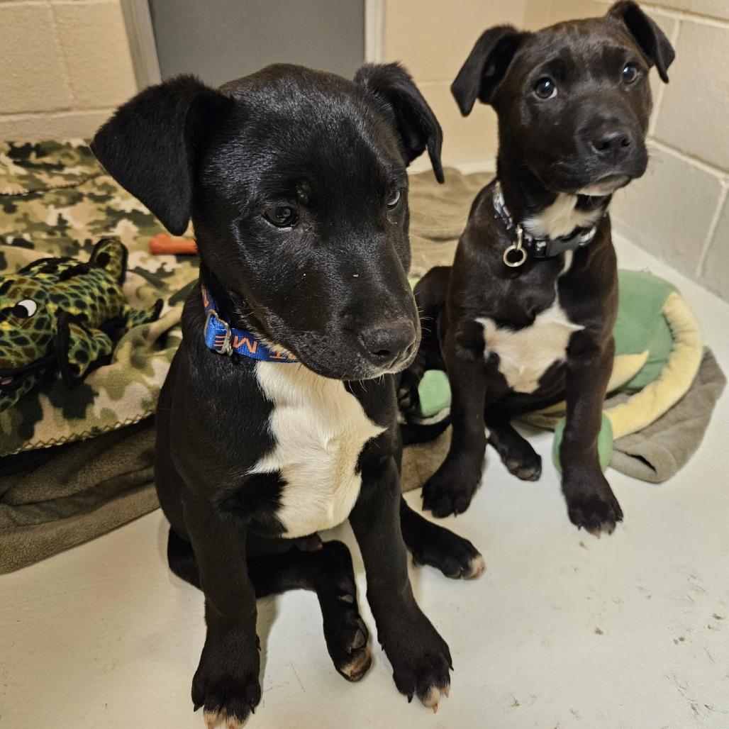 Lucky, Adoptable, Puppy Male Pit Bull Terrier.