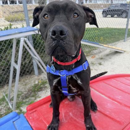 Enlarge Tulsa, a Adoptable mixed breed in Wheaton, IL image 1/2