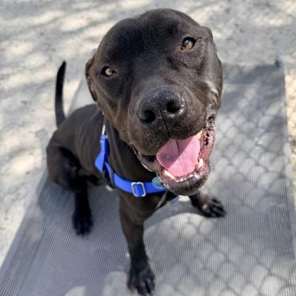 Enlarge Tulsa, a Adoptable mixed breed in Wheaton, IL image 2/2