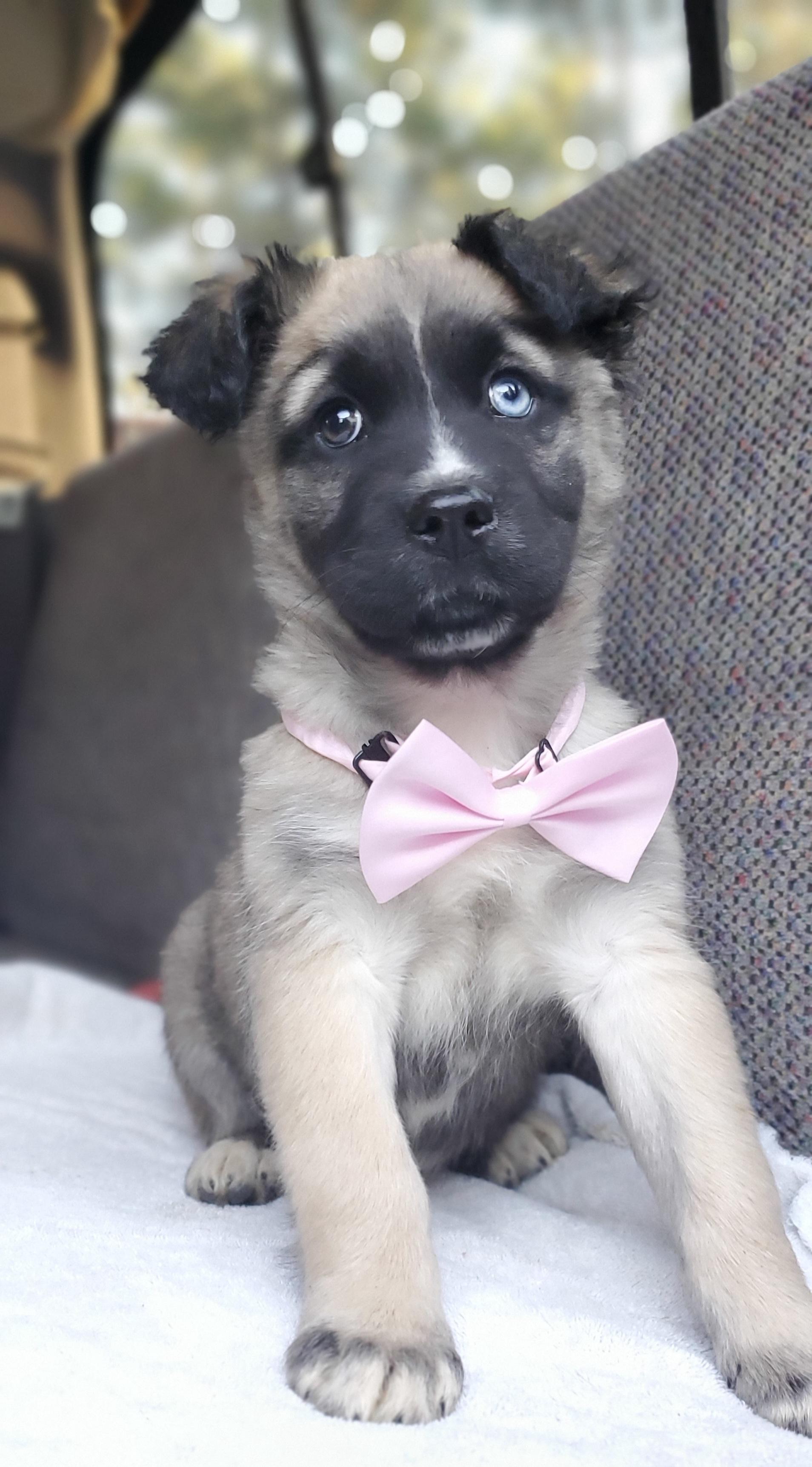 Harper, a Adoptable mixed breed in Charlotte , NC image 1/6