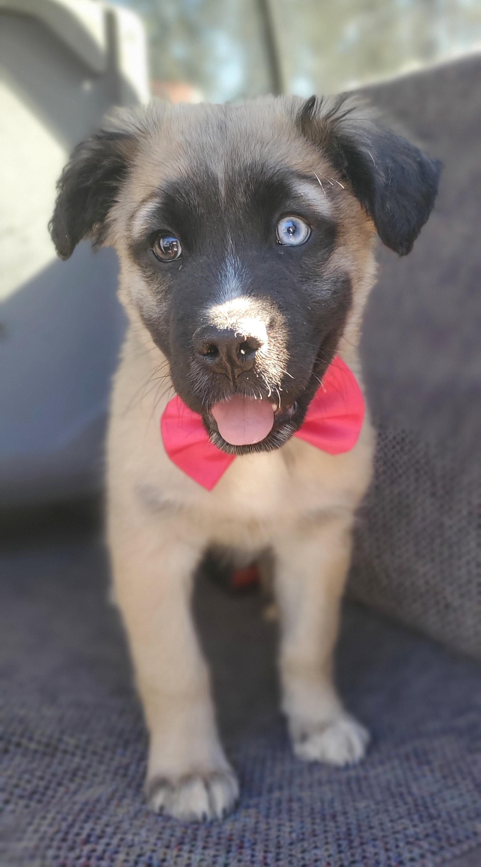 Enlarge Harper, a Adoptable mixed breed in Charlotte , NC image 6/6