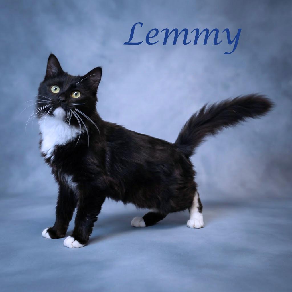 Lemmy C26-225, Adoptable, Adult Male Domestic Long Hair.