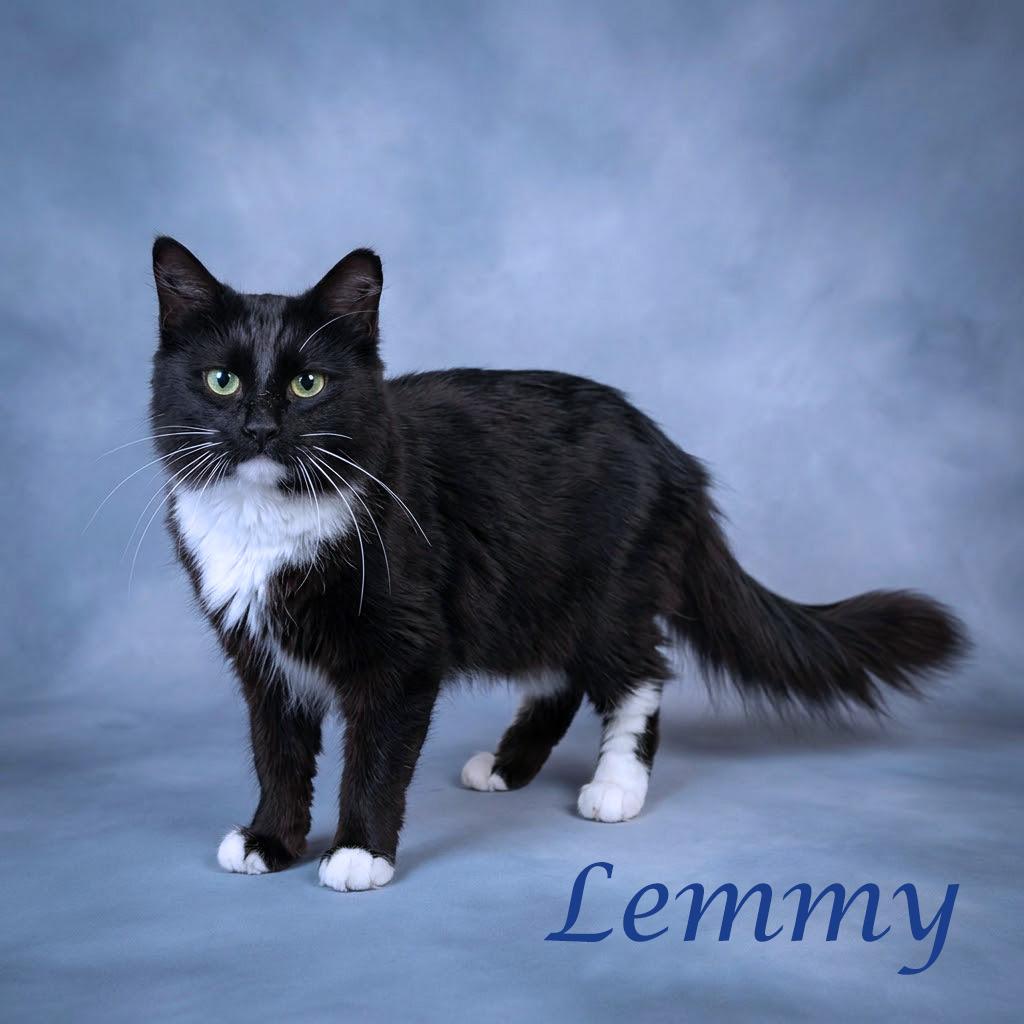 Enlarge Lemmy C26-225, a Adoptable Domestic Long Hair in Lebanon, TN image 2/4