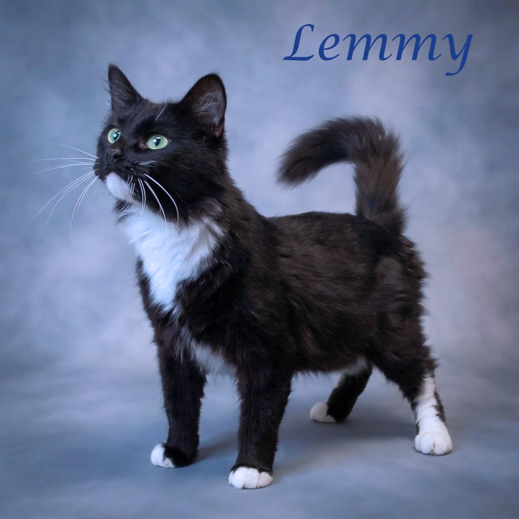 Enlarge Lemmy C26-225, a Adoptable Domestic Long Hair in Lebanon, TN image 3/4