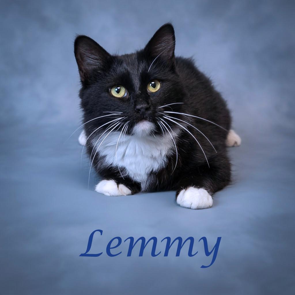 Enlarge Lemmy C26-225, a Adoptable Domestic Long Hair in Lebanon, TN image 4/4