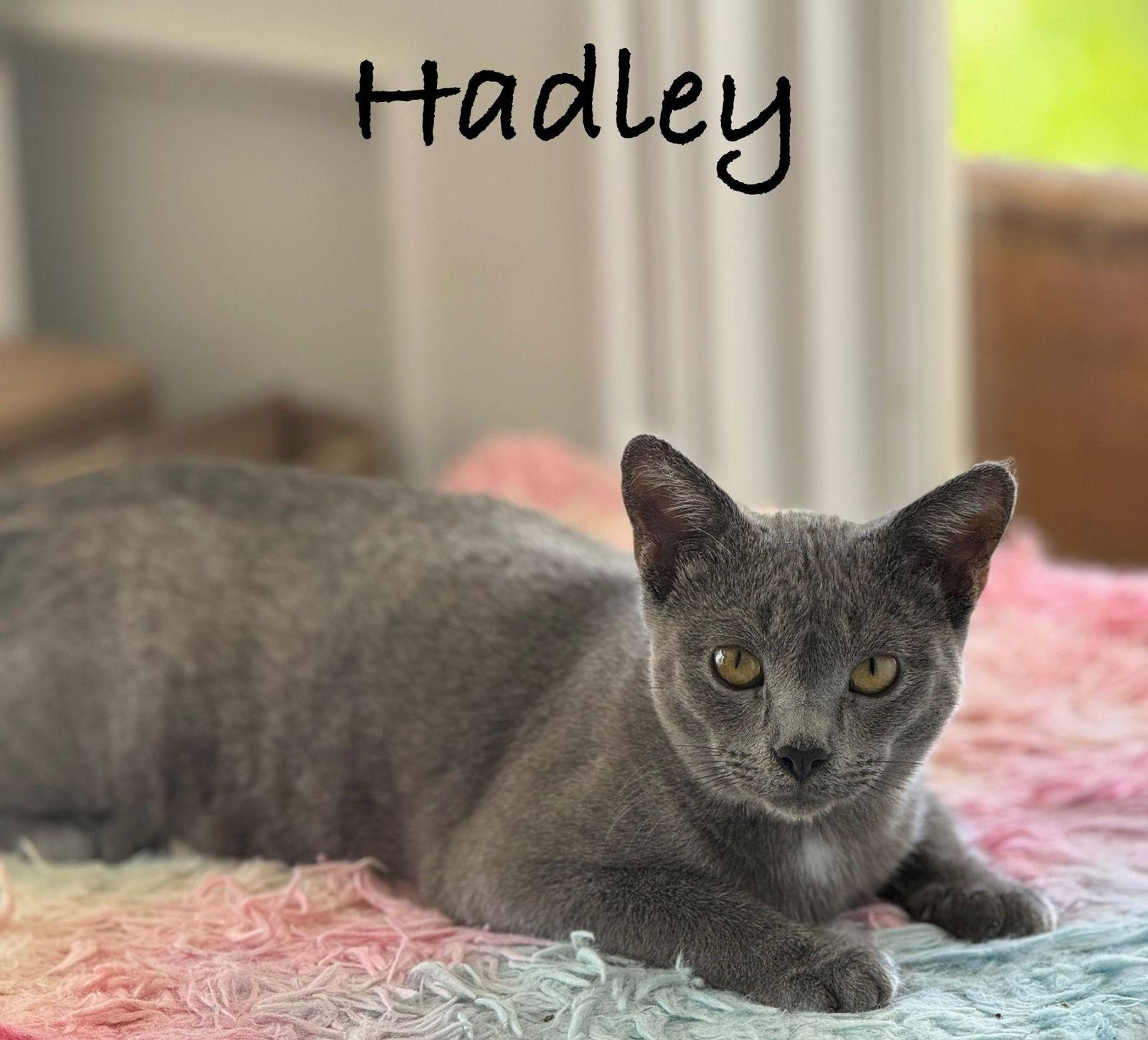 Enlarge Hadley, a Adopted Domestic Short Hair in Seal Beach, CA image 1/3