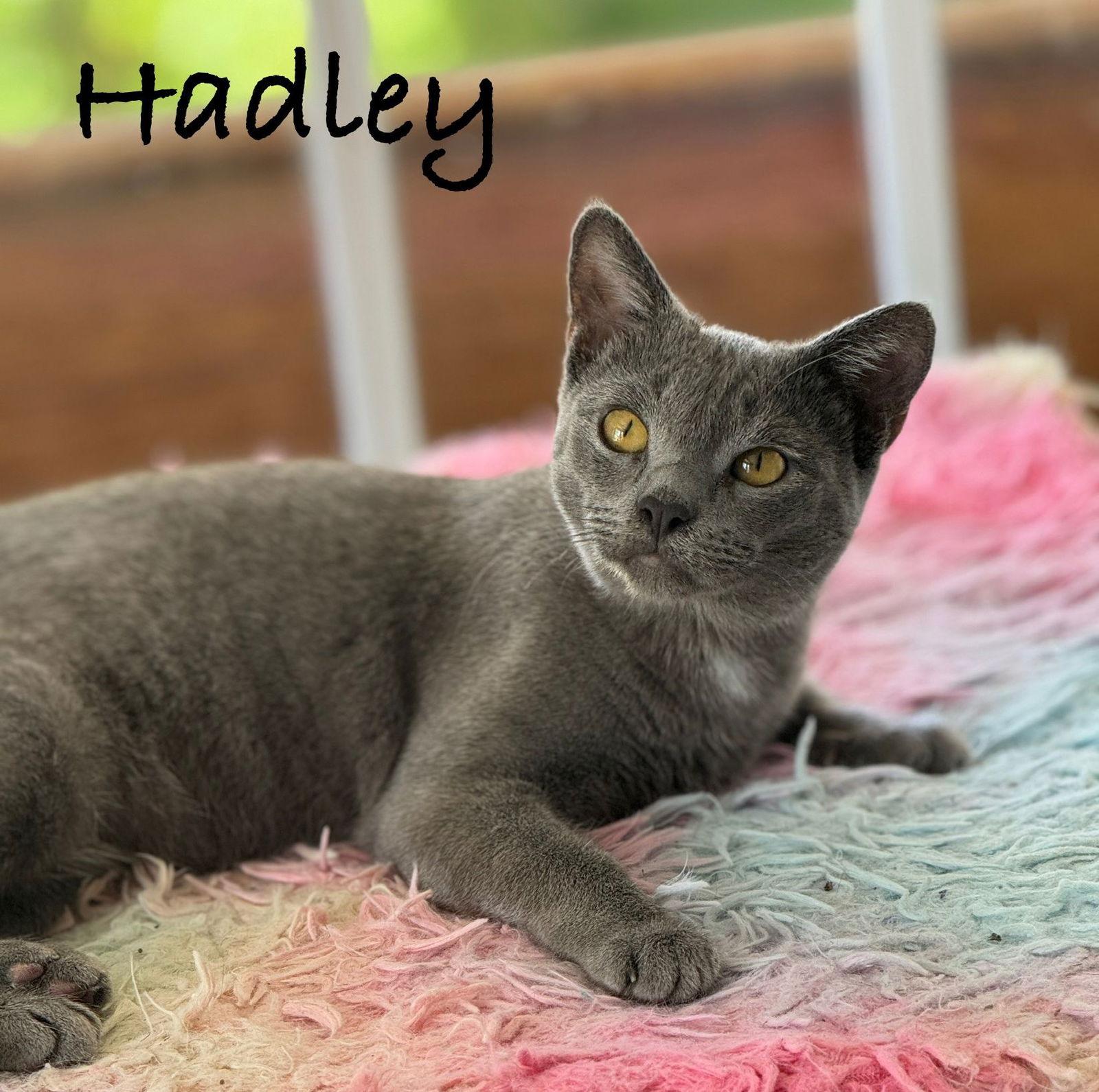 Enlarge Hadley, a Adopted Domestic Short Hair in Seal Beach, CA image 2/3