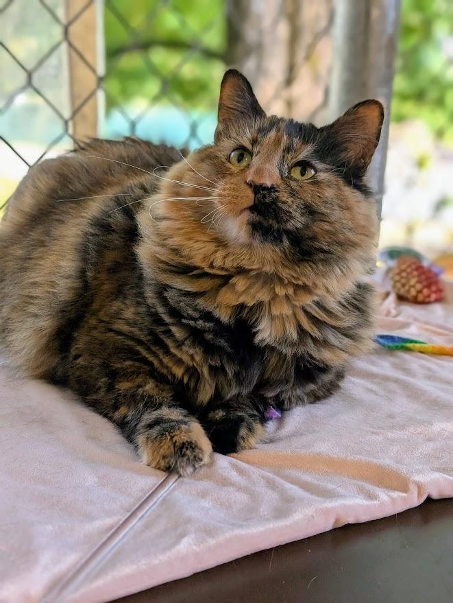 Enlarge Brenda, a ADOPTABLE Domestic Medium Hair in Coquitlam, BC image 1/2