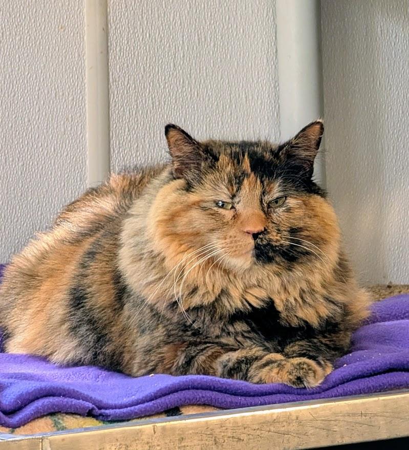Enlarge Brenda, a ADOPTABLE Domestic Medium Hair in Coquitlam, BC image 2/2