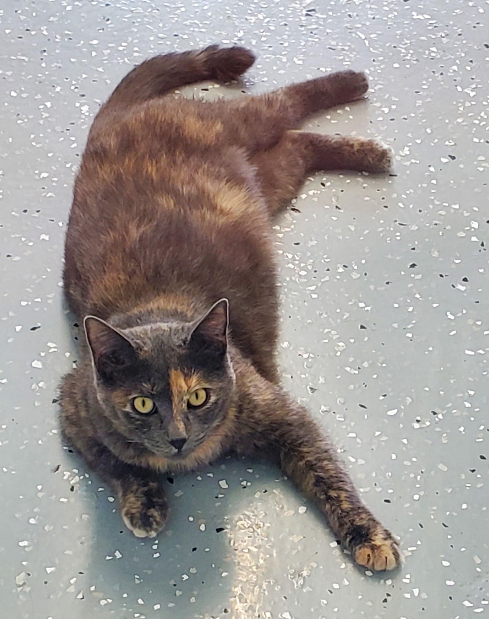 Enlarge Lilac, a Adoptable Domestic Short Hair in Greenville, IL image 1/2