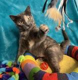 Enlarge Lilac, a Adoptable Domestic Short Hair in Greenville, IL image 1/1