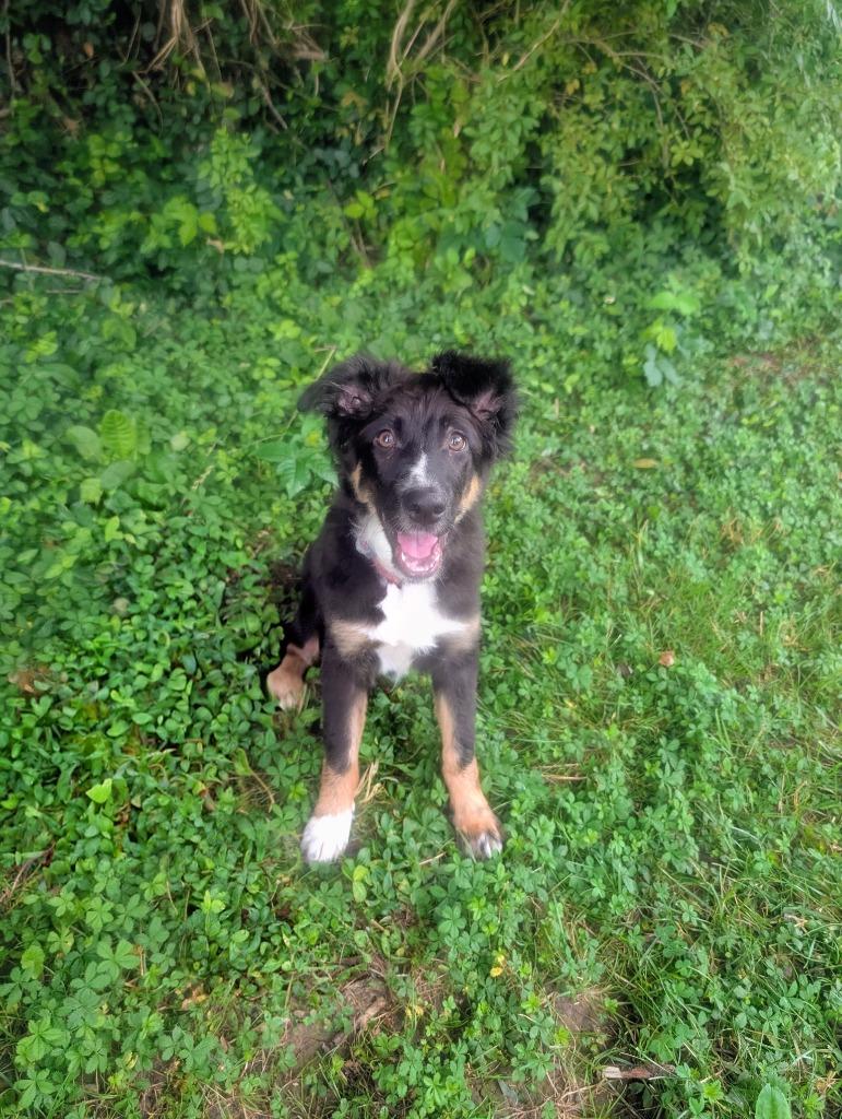 Marley, ADOPTABLE, Puppy Female Collie.