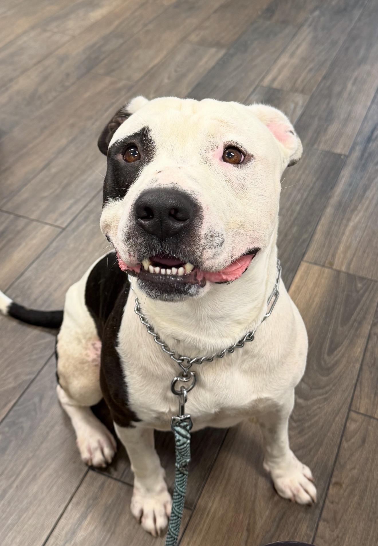 Bucket, a Adoptable Pit Bull Terrier in Reno, NV image 2/6