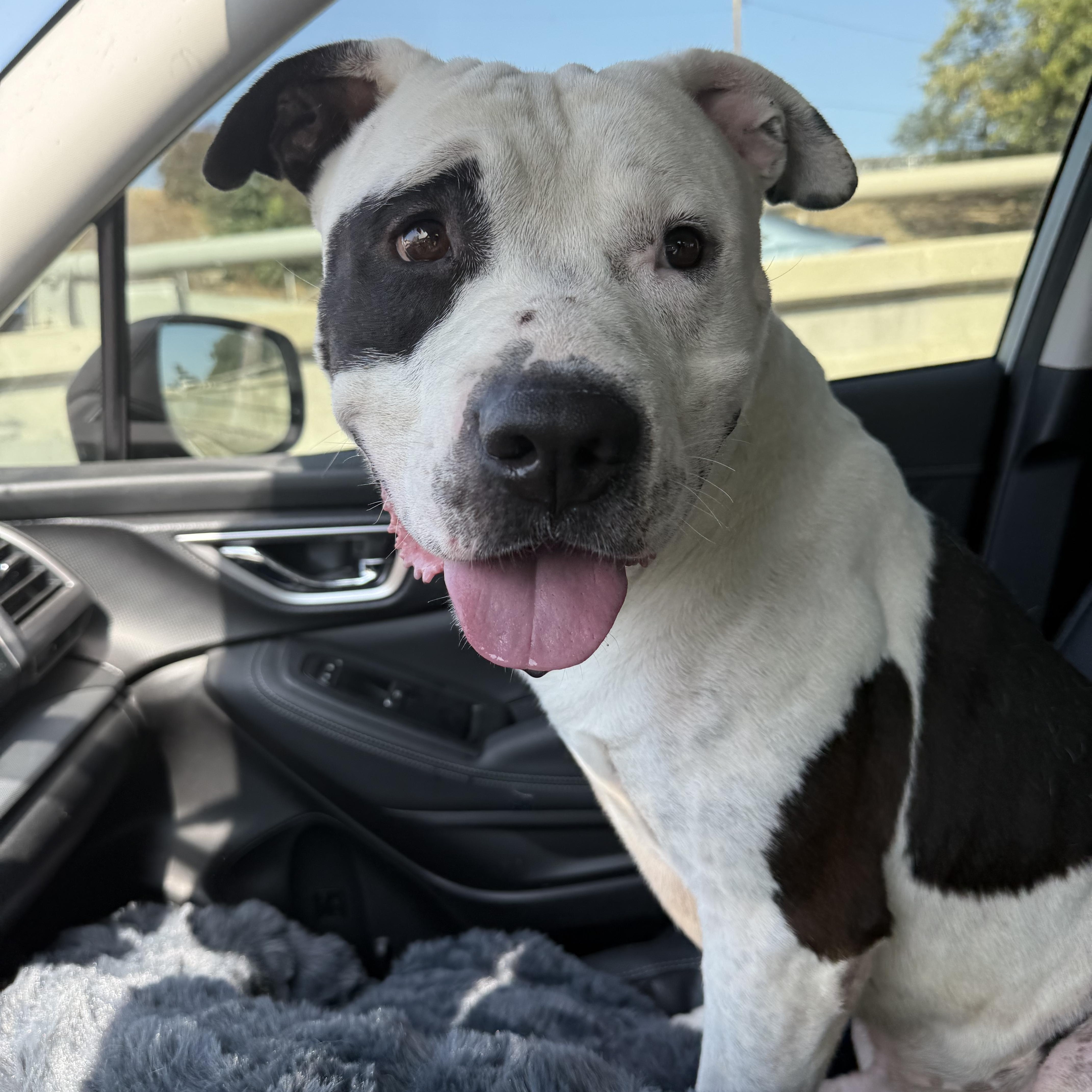 Bucket, a Adoptable Pit Bull Terrier in Reno, NV image 4/6
