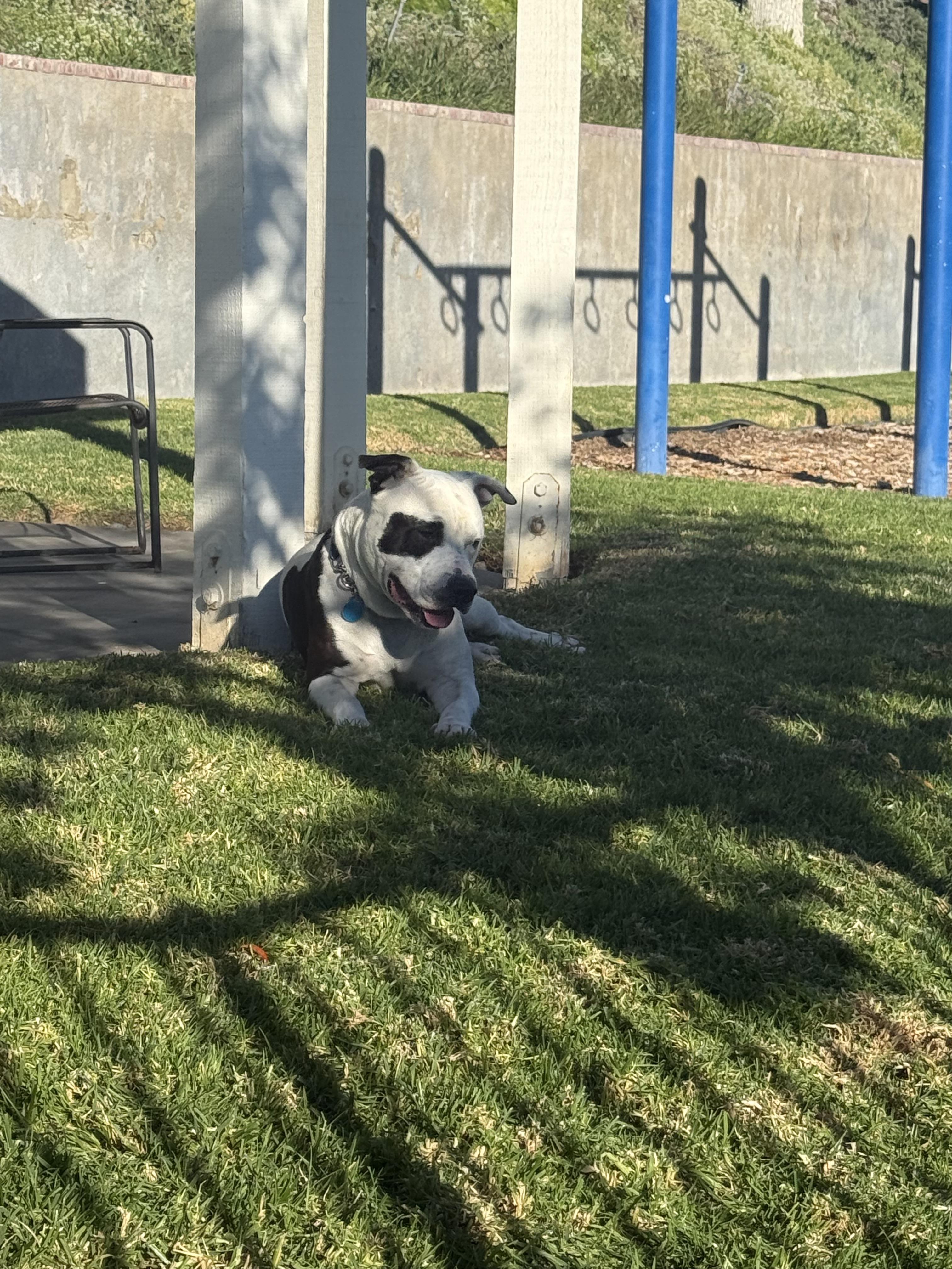 Bucket, a Adoptable Pit Bull Terrier in Reno, NV image 6/6