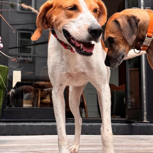 Emmy, Adoptable, Adult Female Hound & Mixed Breed.