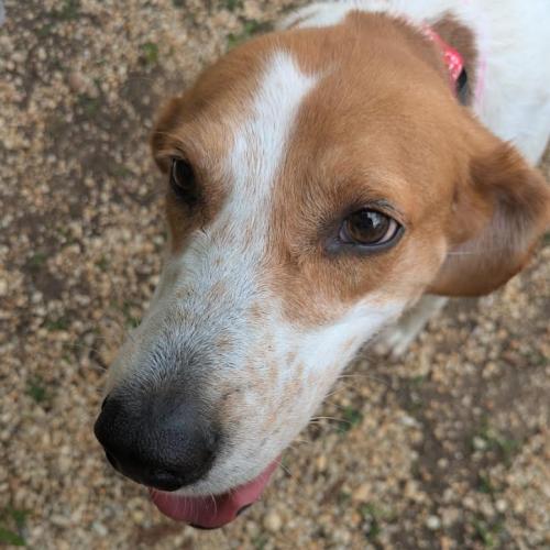 Emmy, Adoptable, Adult Female Hound & Mixed Breed.
