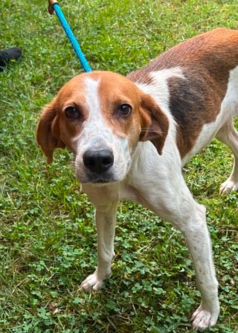 Emmy, a Adoptable mixed breed in Washington DC, DC image 2/3