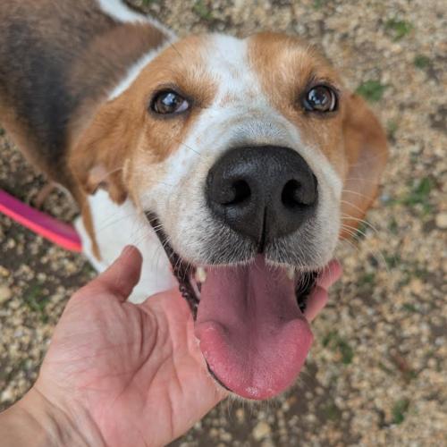 Emmy, a Adoptable mixed breed in Washington DC, DC image 3/3