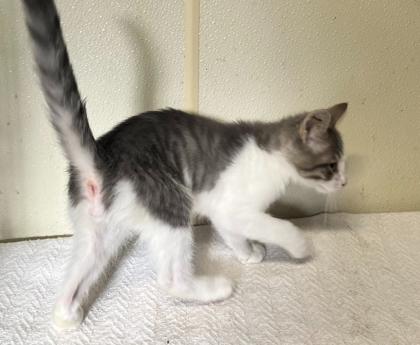 Keroppi — thumbnail 3