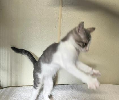 Keroppi — thumbnail 5