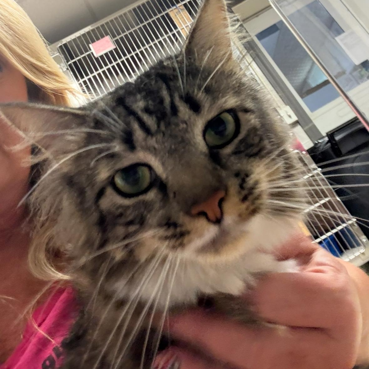 Chico, Young Male Maine Coon