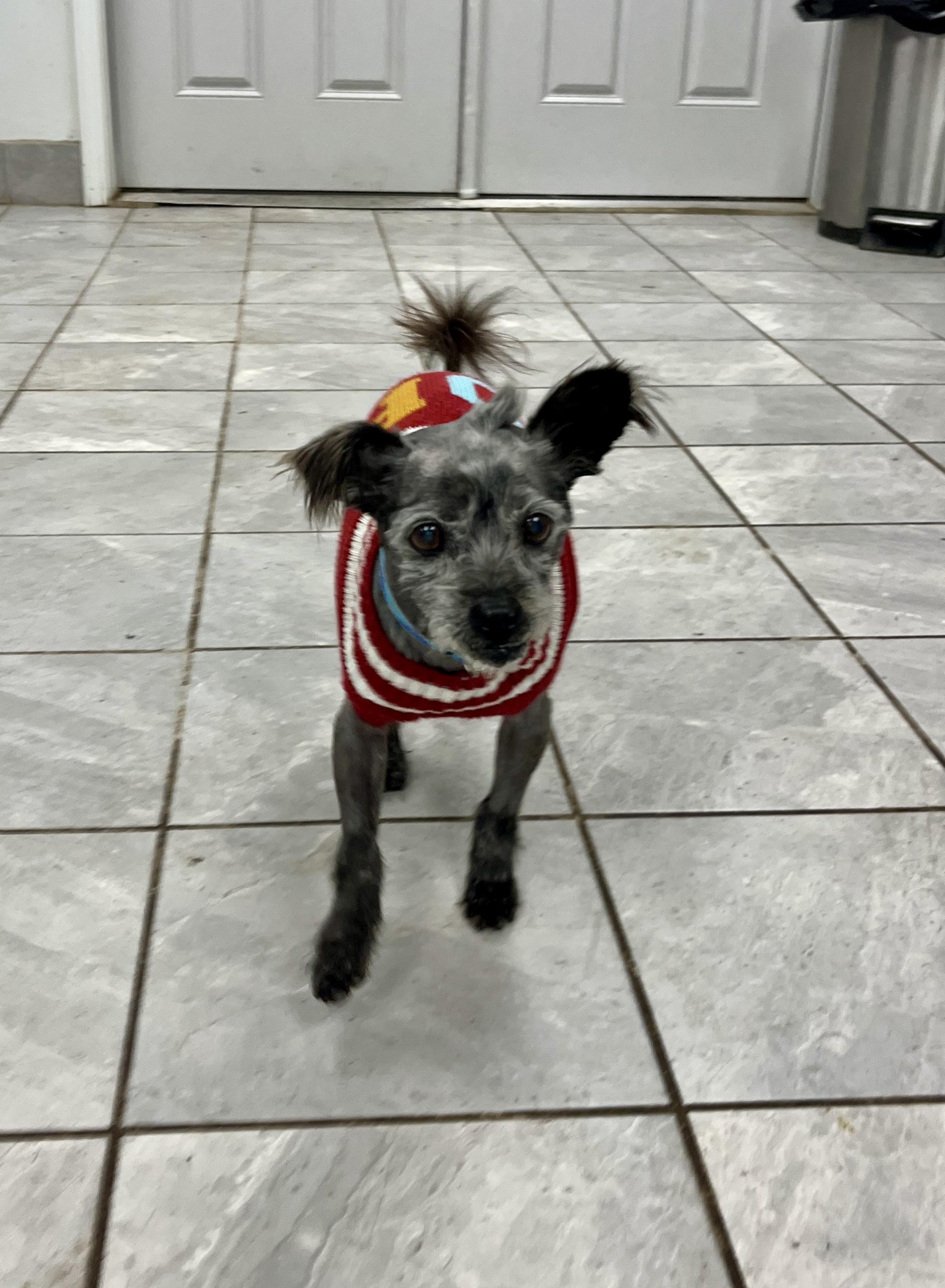 Enlarge Taz, a ADOPTABLE mixed breed in Lexington, KY image 1/3