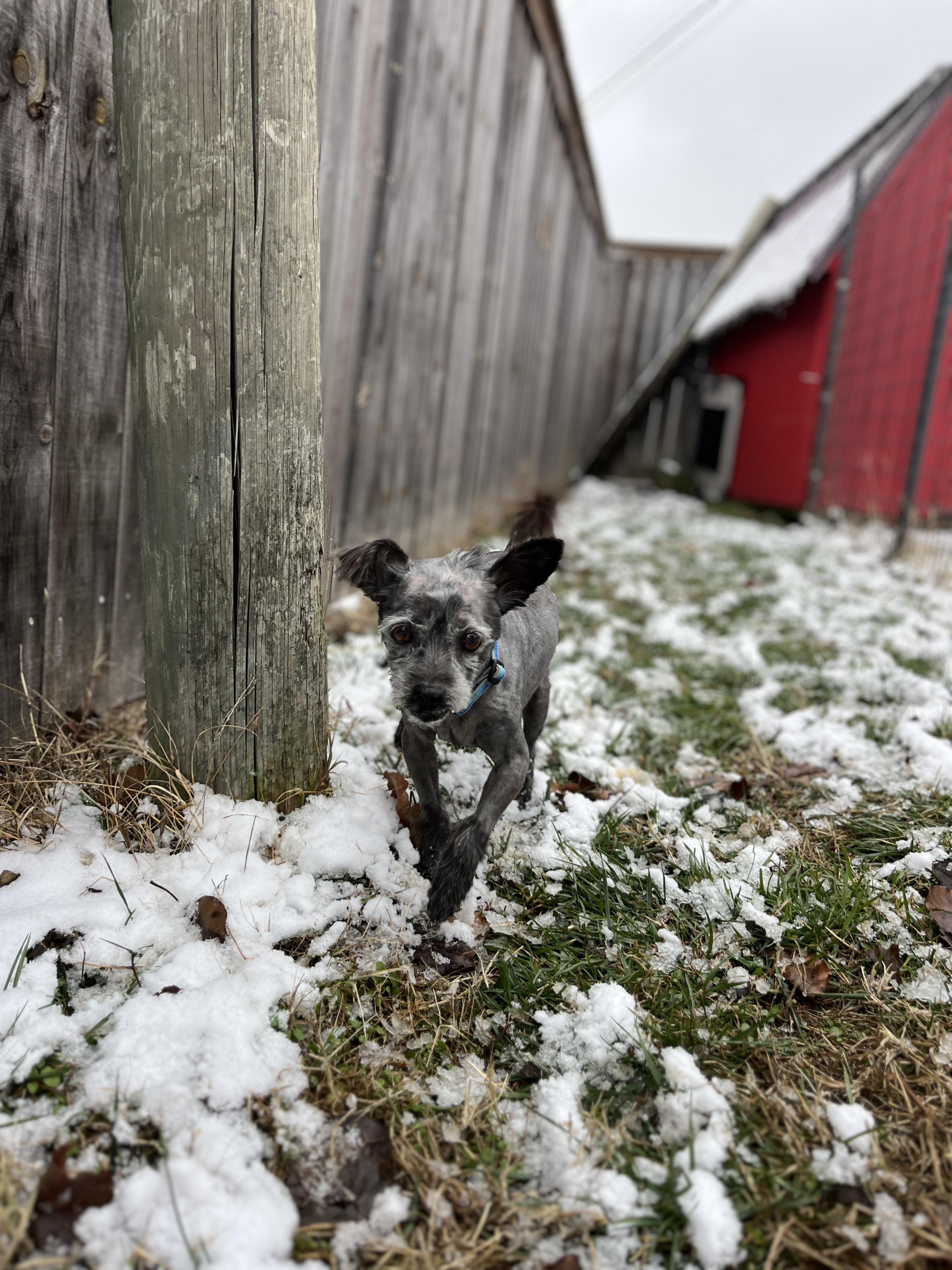 Enlarge Taz, a ADOPTABLE mixed breed in Lexington, KY image 2/3