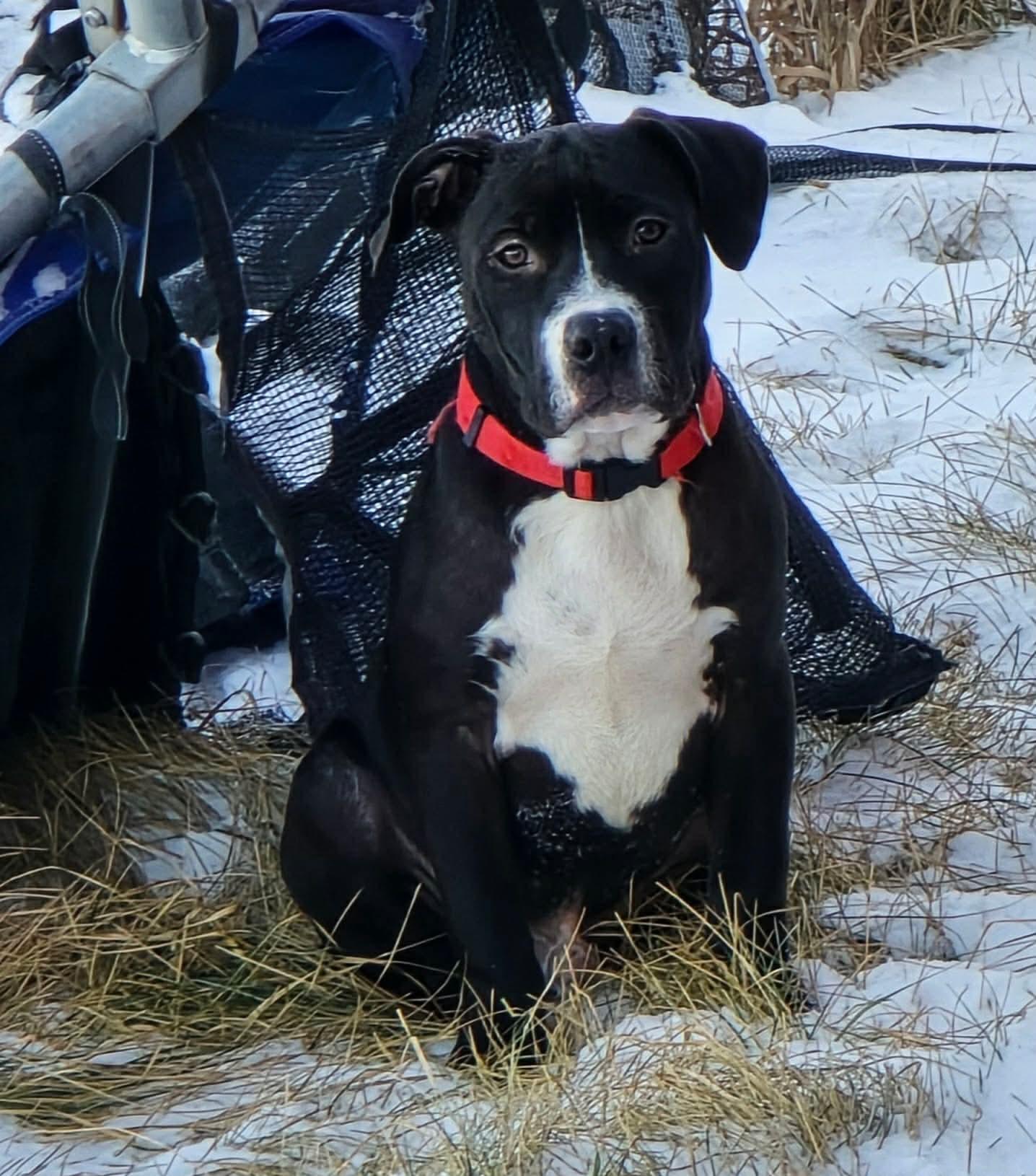 Enlarge Snickers, a Adoptable Pit Bull Terrier in Arlee, MT image 1/6