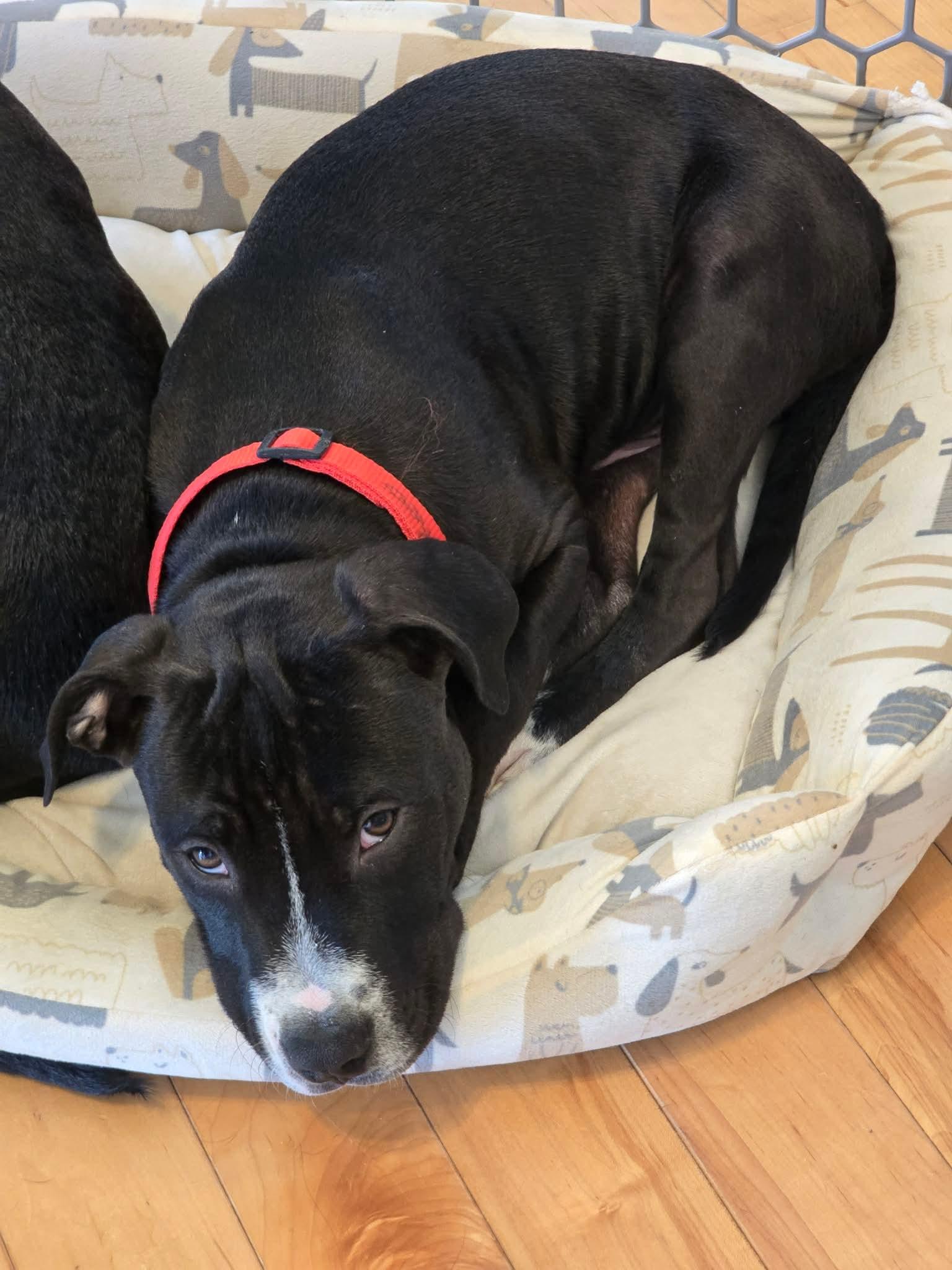 Enlarge Snickers, a Adoptable Pit Bull Terrier in Arlee, MT image 2/6