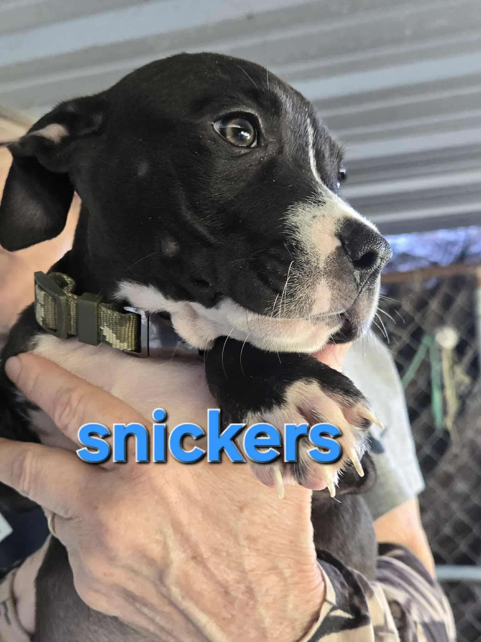 Enlarge Snickers, a Adoptable Pit Bull Terrier in Arlee, MT image 5/6