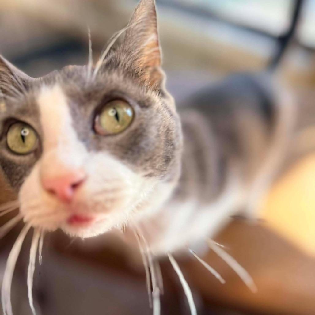 Enlarge Bijou, a Adoptable Domestic Short Hair in Port Neches, TX image 1/4