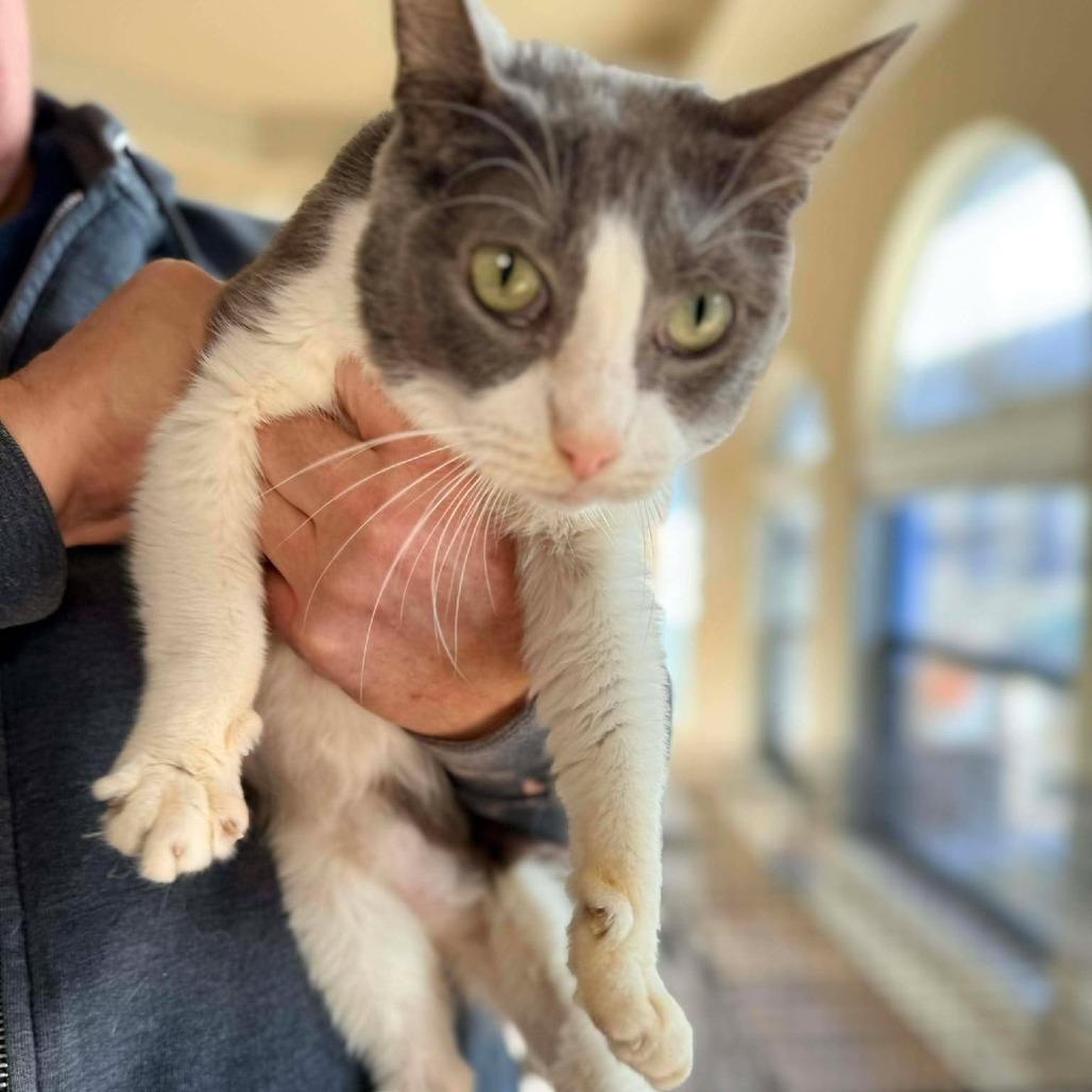 Enlarge Bijou, a Adoptable Domestic Short Hair in Port Neches, TX image 2/4