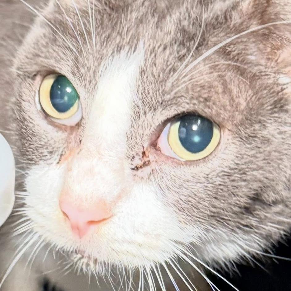 Enlarge Bijou, a Adoptable Domestic Short Hair in Port Neches, TX image 3/4