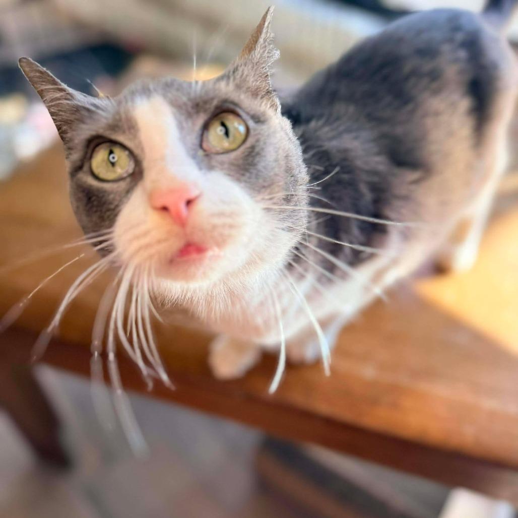 Enlarge Bijou, a Adoptable Domestic Short Hair in Port Neches, TX image 4/4