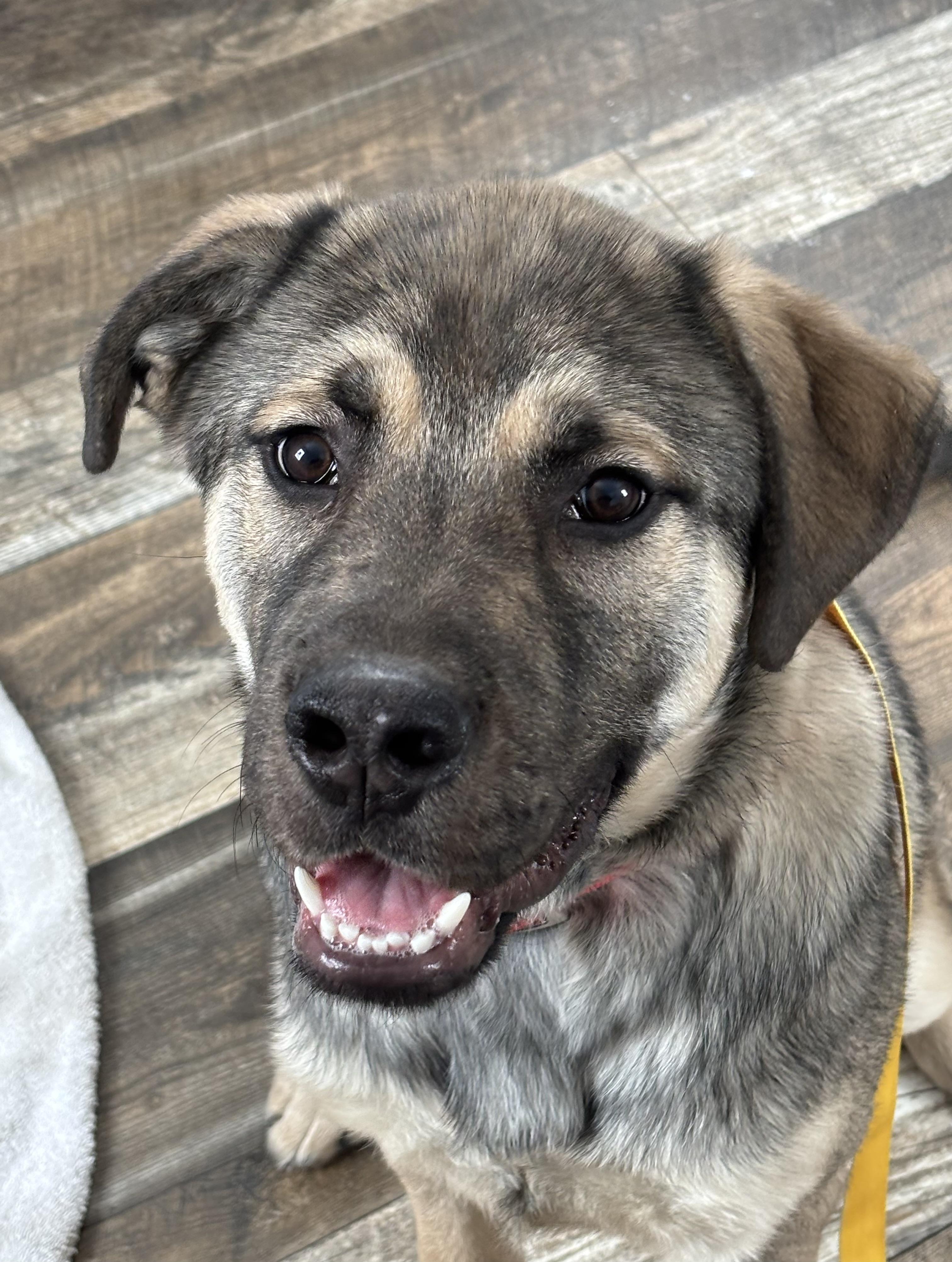 Enlarge Christopher, an adopted mixed breed in Oxford, MI image 2/5