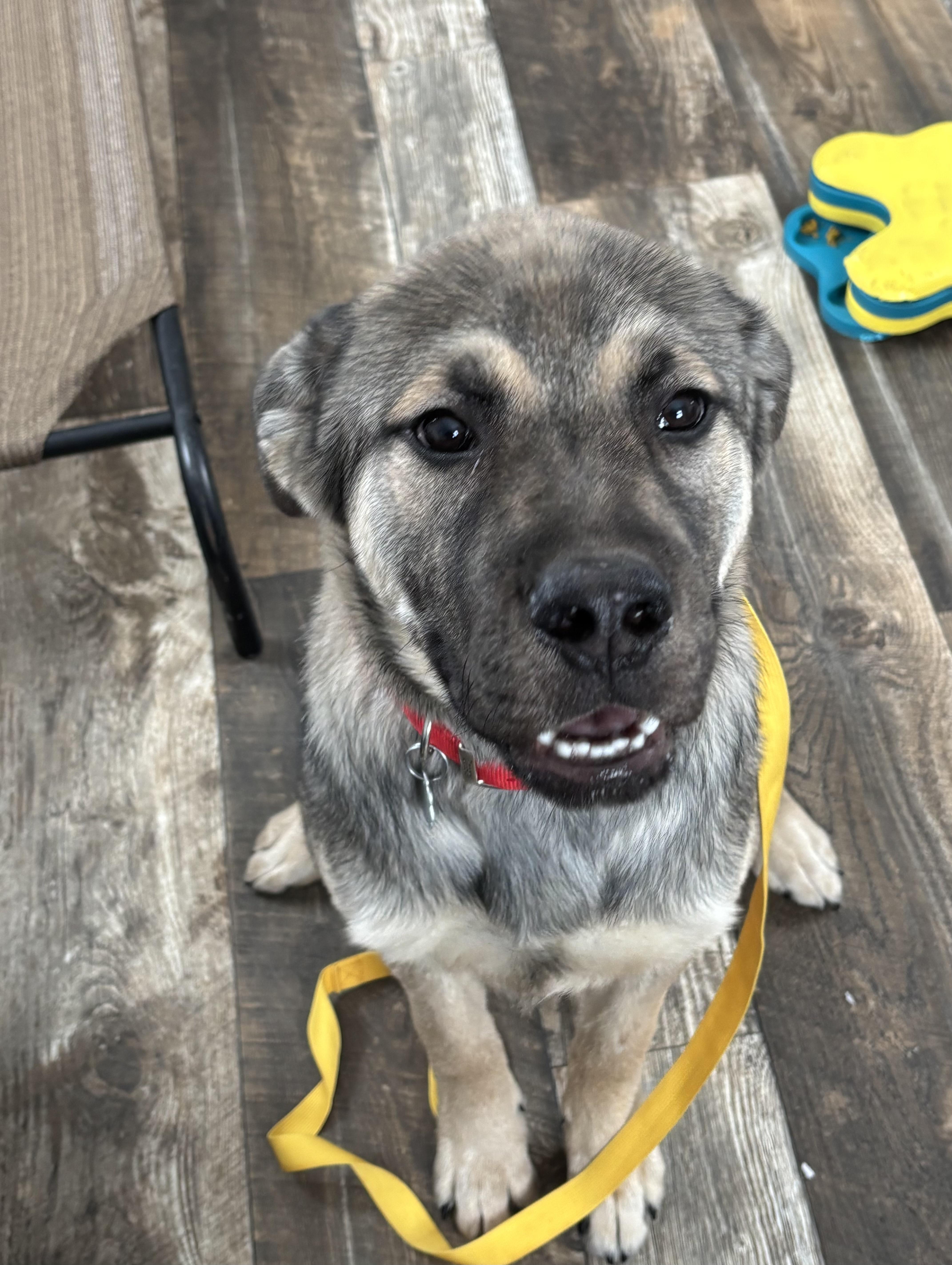 Christopher, adopted, Puppy Male German Shepherd Dog & Mixed Breed.