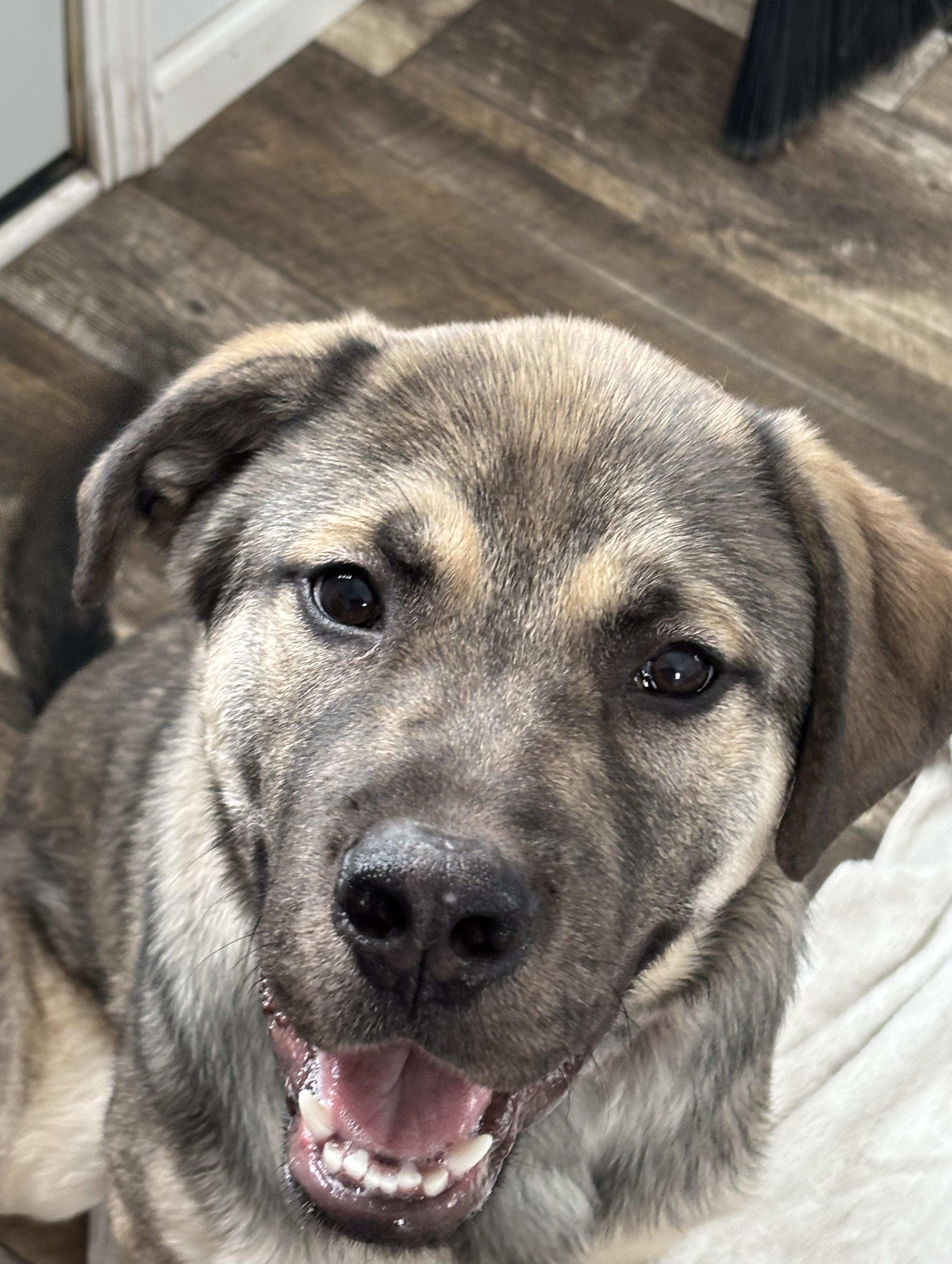 Enlarge Christopher, an adopted mixed breed in Oxford, MI image 3/5