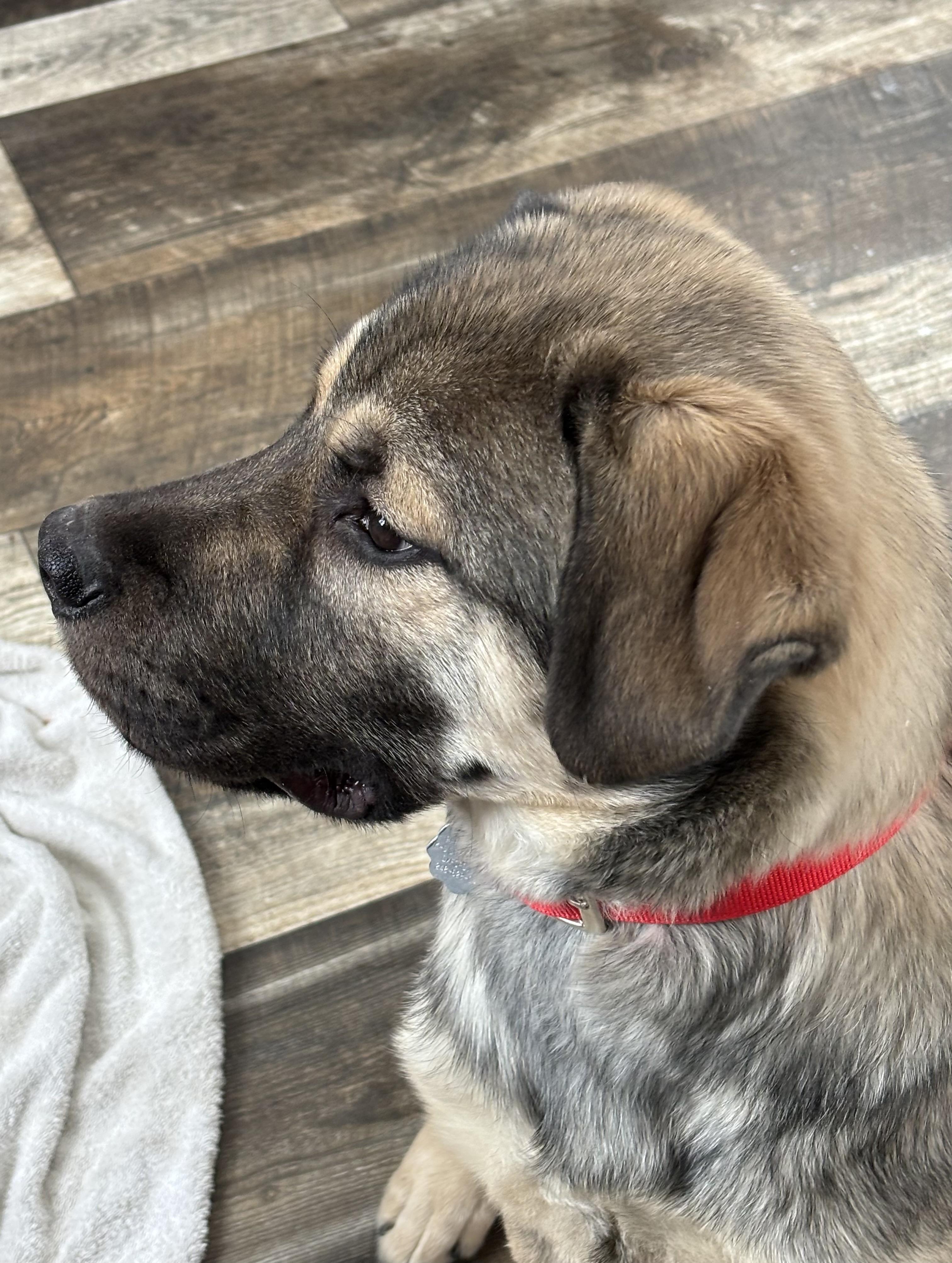 Enlarge Christopher, an adopted mixed breed in Oxford, MI image 4/5