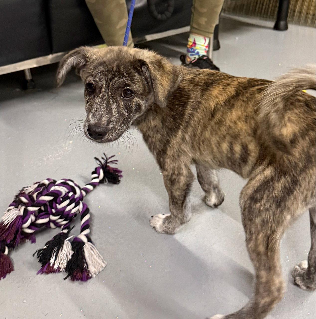Tigger, Adoptable, Puppy Male Mountain Cur.