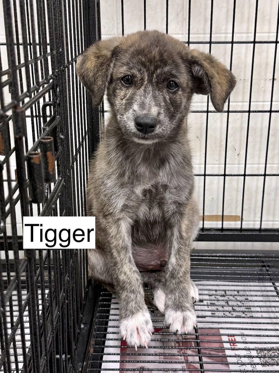 Enlarge Tigger, a Adoptable Mountain Cur in GILBERTS, IL image 2/3