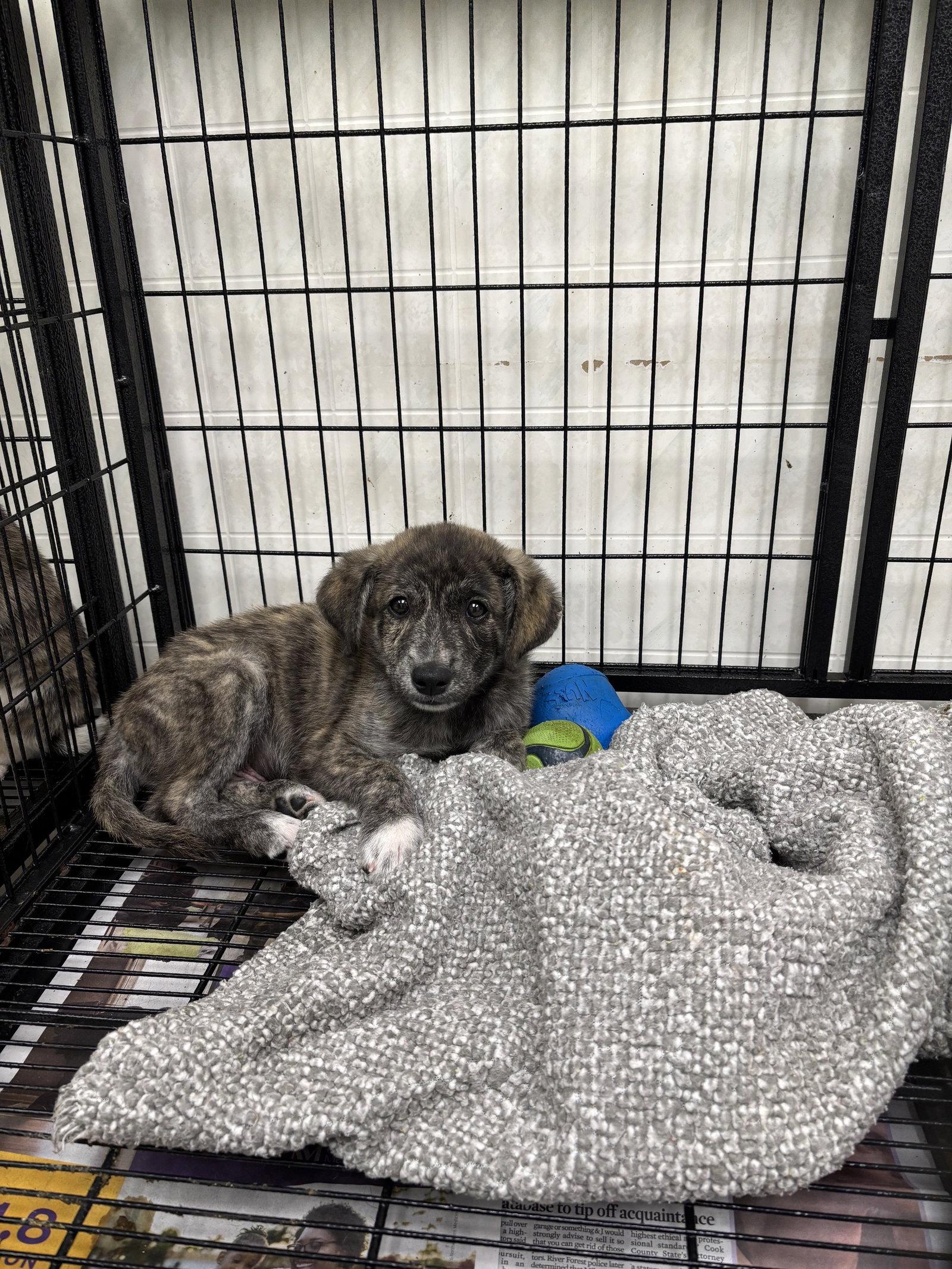 Enlarge Tigger, a Adoptable Mountain Cur in GILBERTS, IL image 3/3