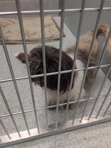 Enlarge Hazel 66, an adopted mixed breed in Cleveland, OH image 1/1